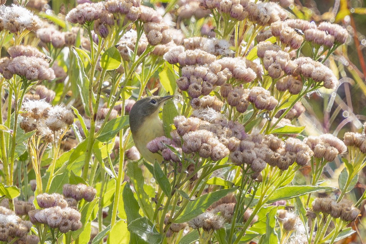 Common Yellowthroat - ML643779597