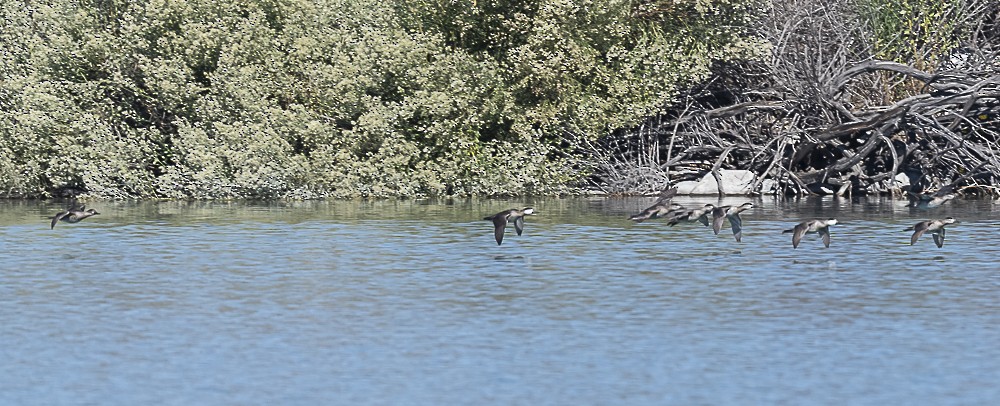 Ruddy Duck - ML643779599