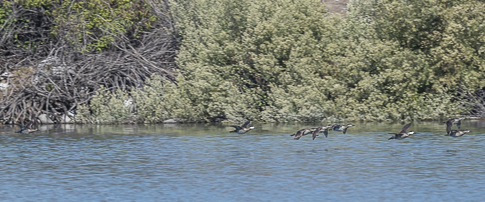 Ruddy Duck - ML643779600
