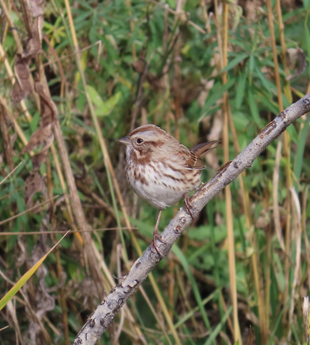 Song Sparrow - ML643779601