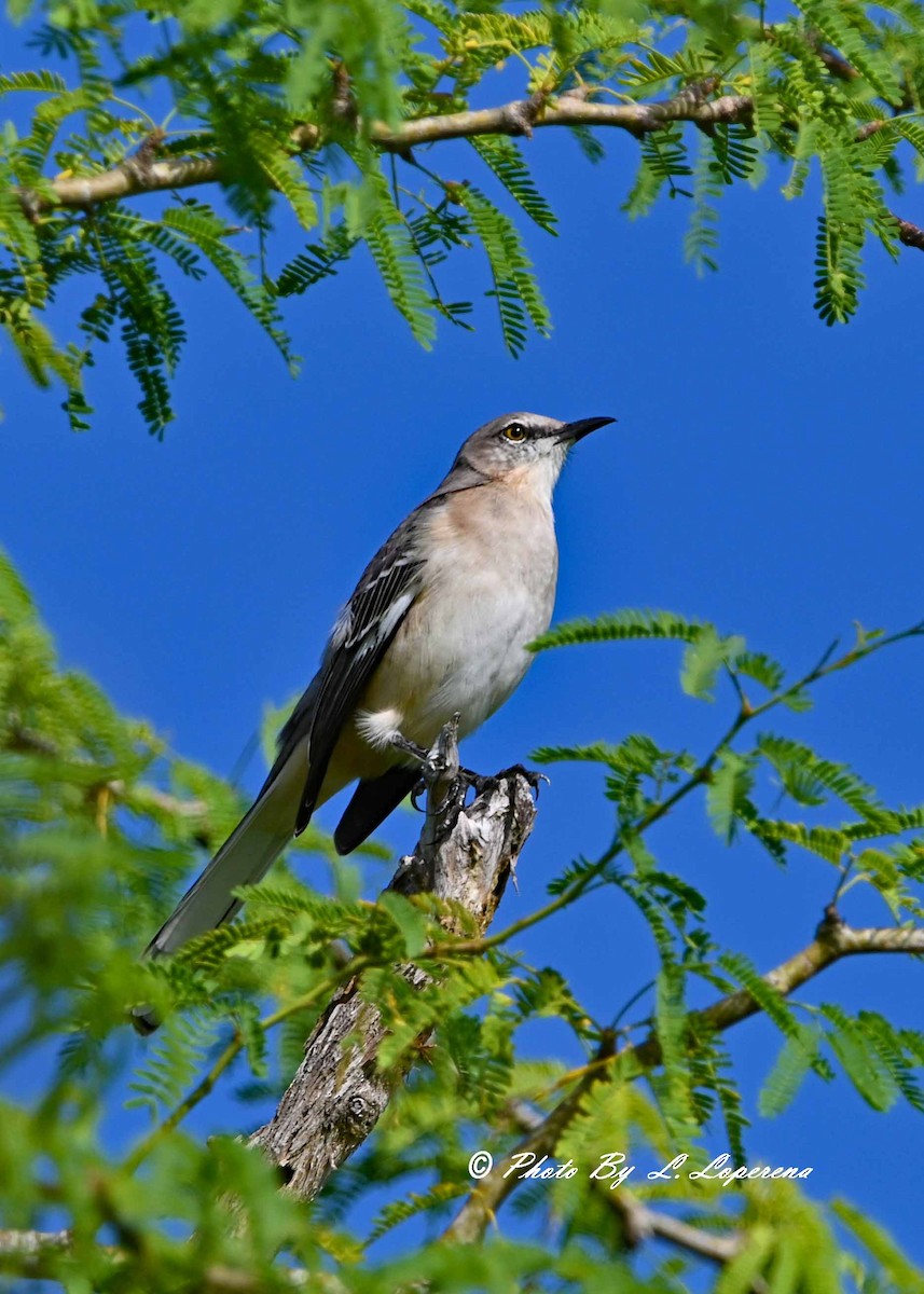 Northern Mockingbird - ML643779602