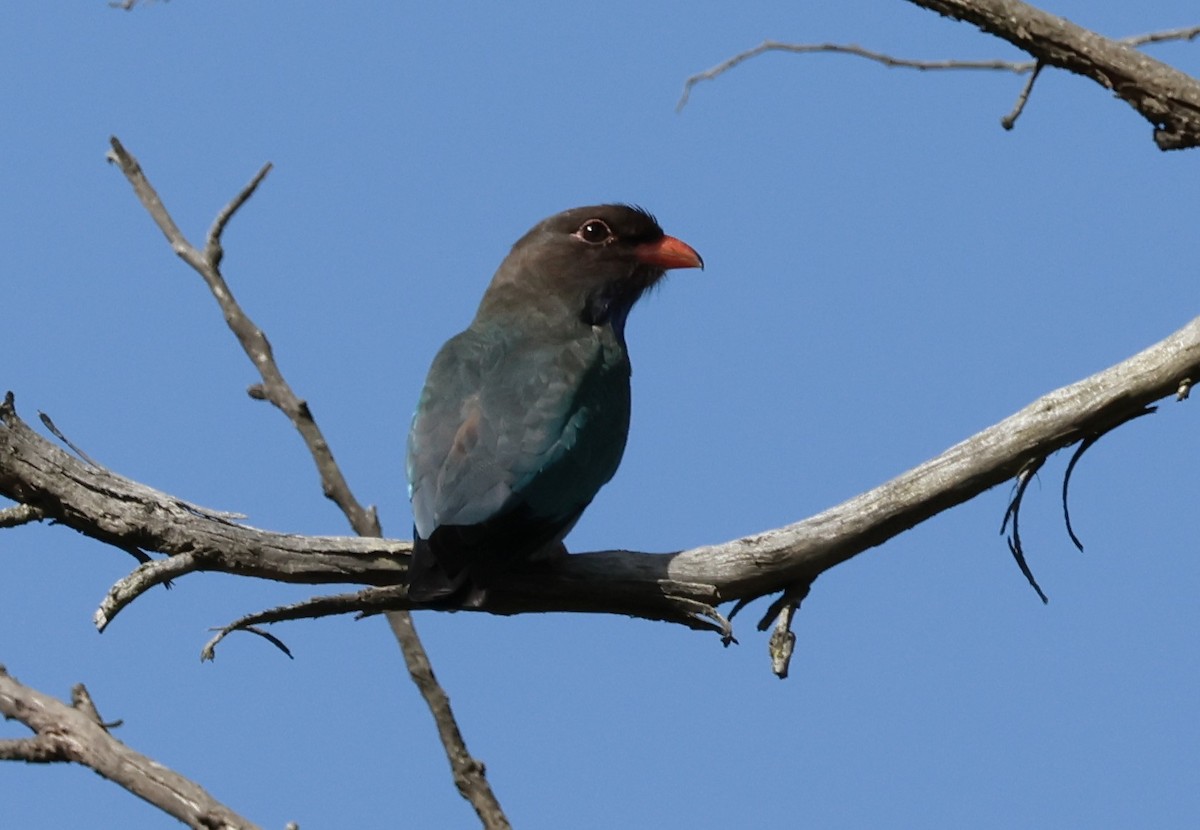 Dollarbird - ML643779604