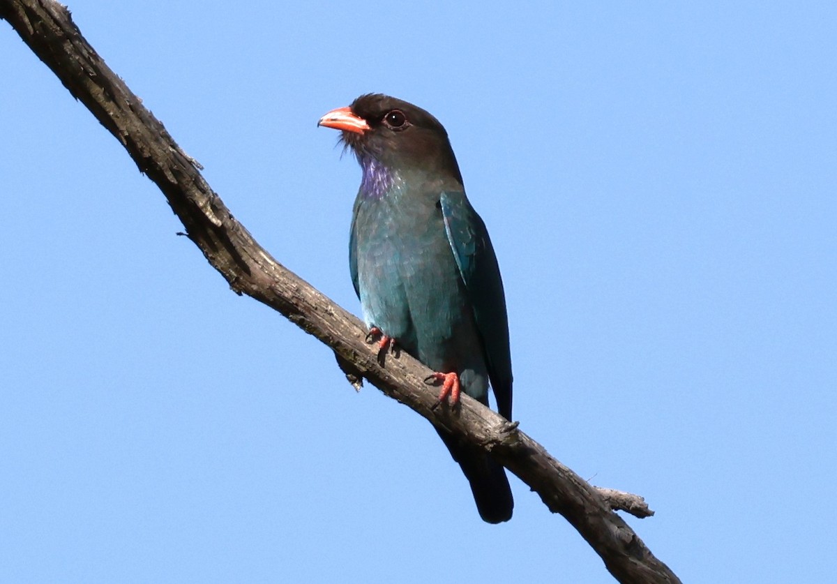 Dollarbird - ML643779605