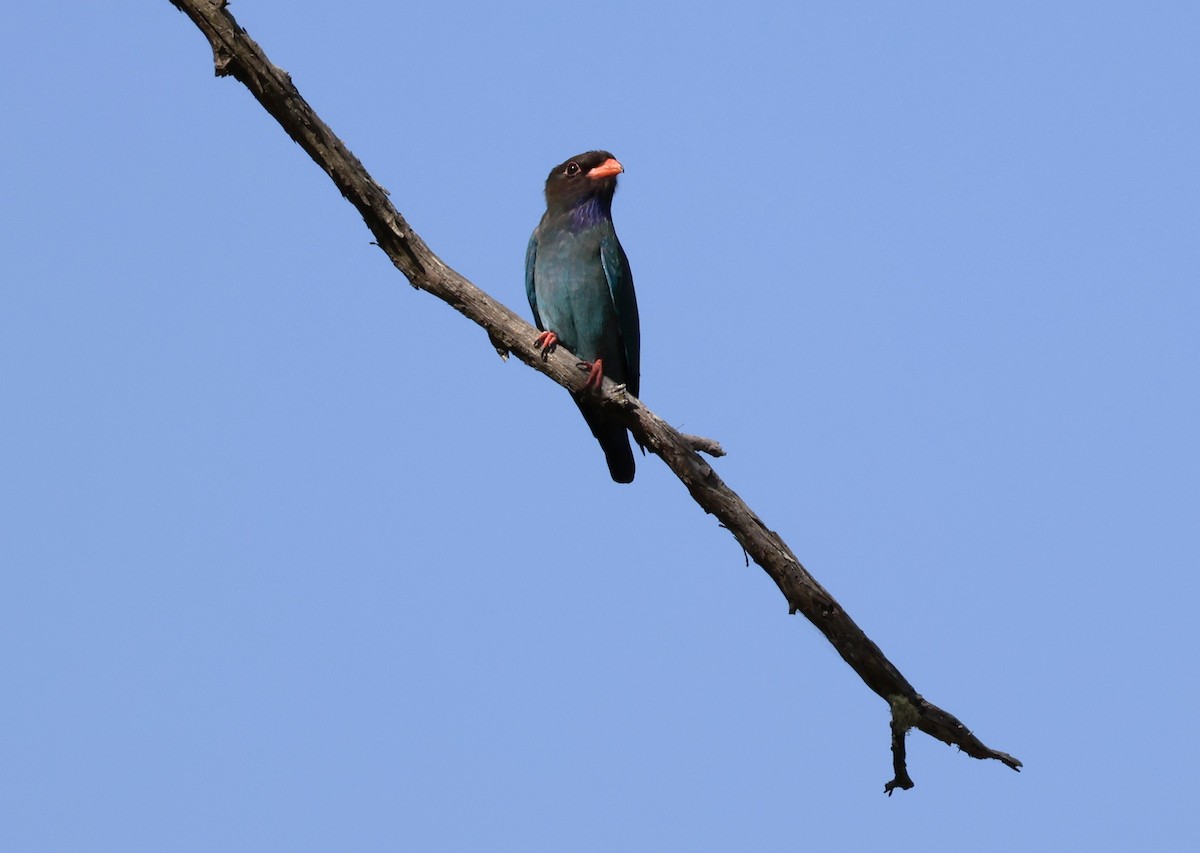 Dollarbird - ML643779606