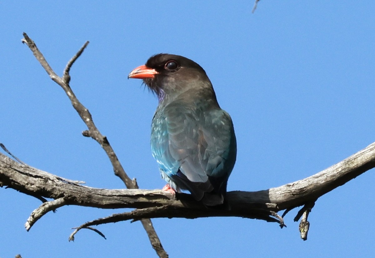 Dollarbird - ML643779607
