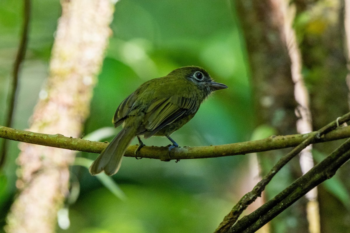 Tyranneau à bec court - ML643779608