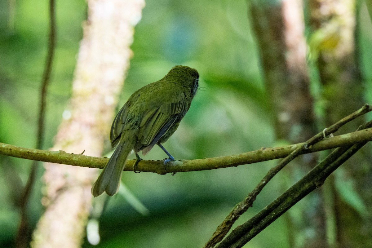 Tyranneau à bec court - ML643779609