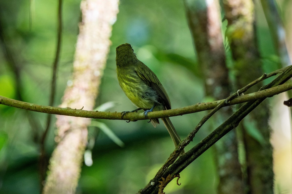 Tyranneau à bec court - ML643779611