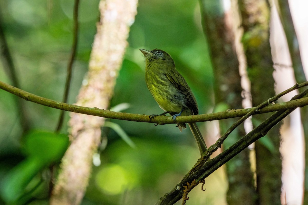 Tyranneau à bec court - ML643779612