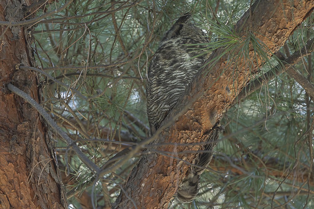Great Horned Owl - ML643779617