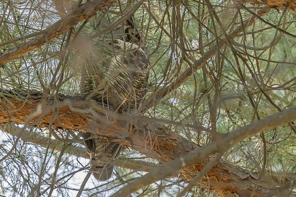 Great Horned Owl - ML643779618