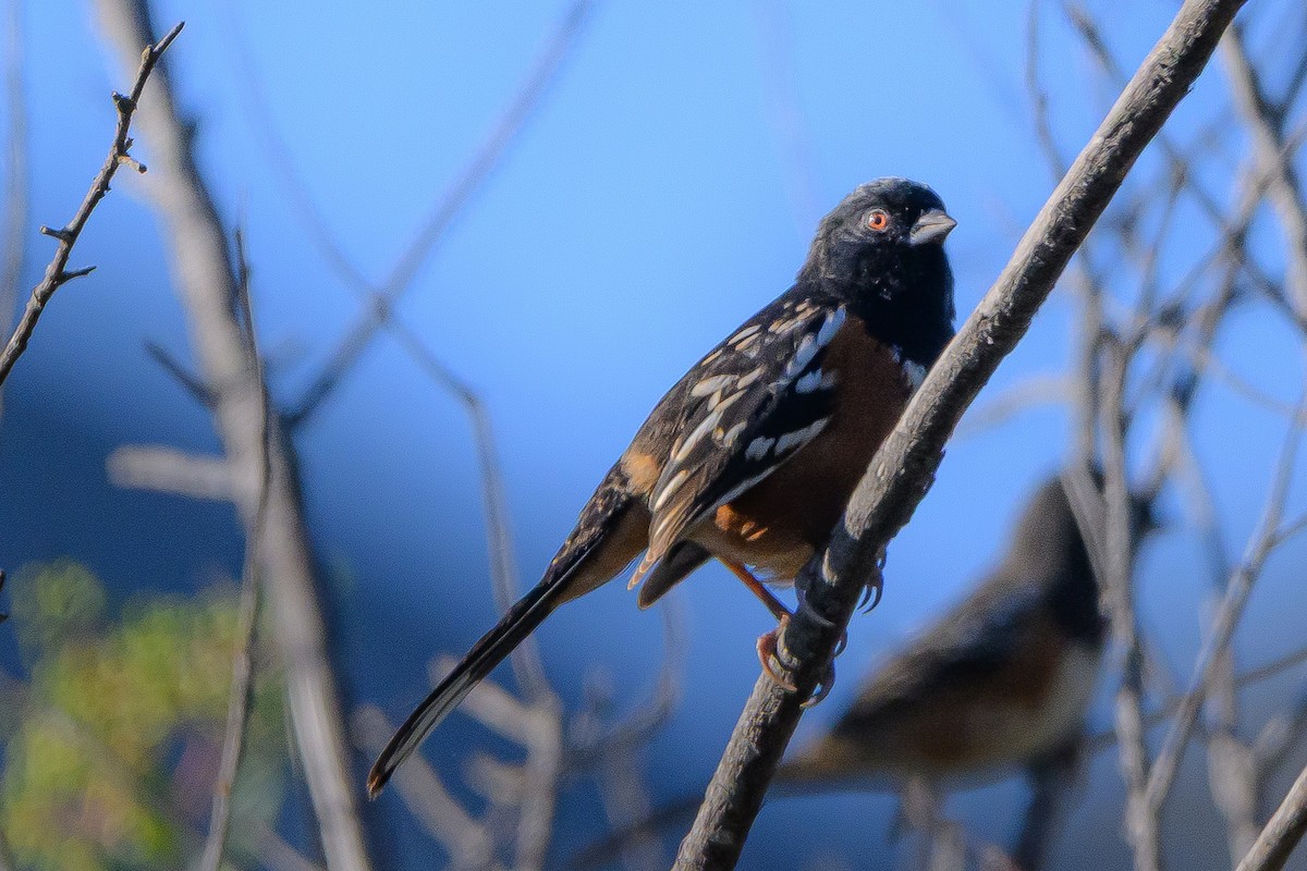 Spotted Towhee - ML643779622