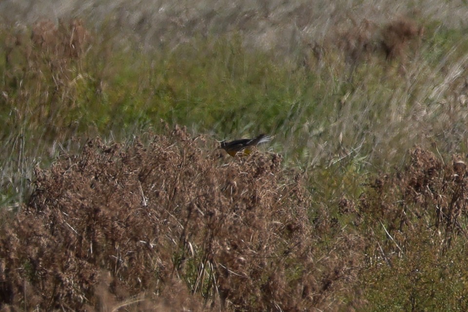 Eastern Meadowlark - ML643779626