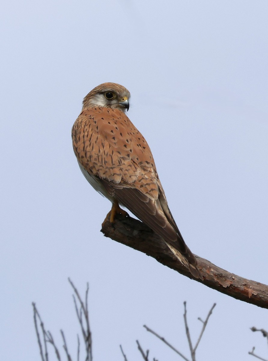 Nankeen Kestrel - ML643779630