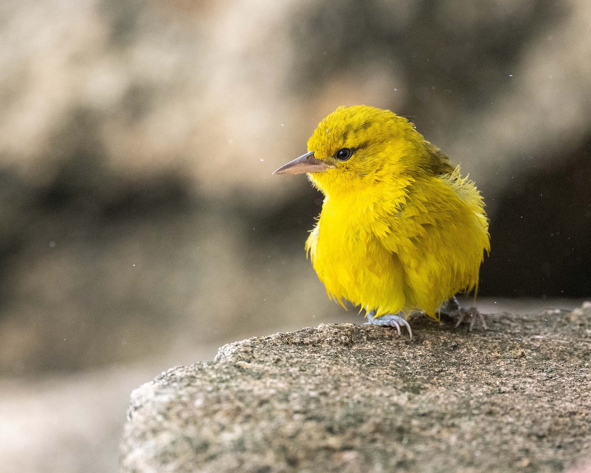 Slender-billed Weaver - ML643779633
