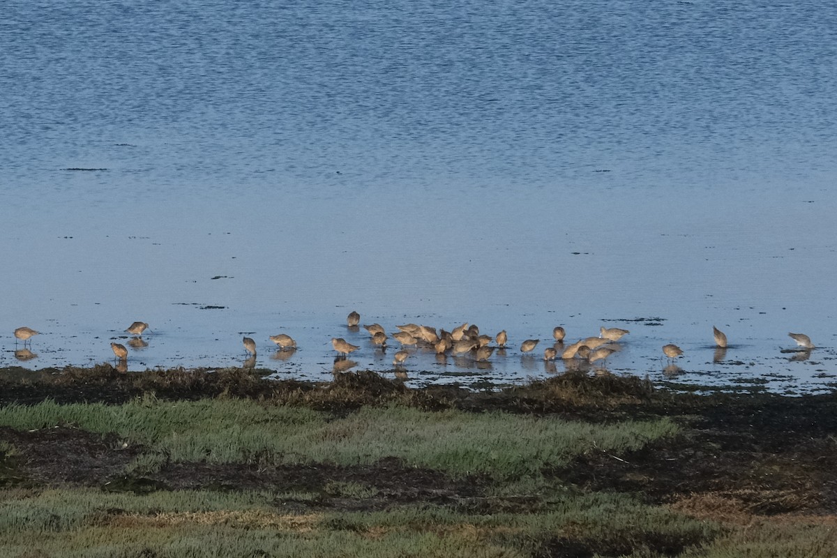 Marbled Godwit - ML643779634