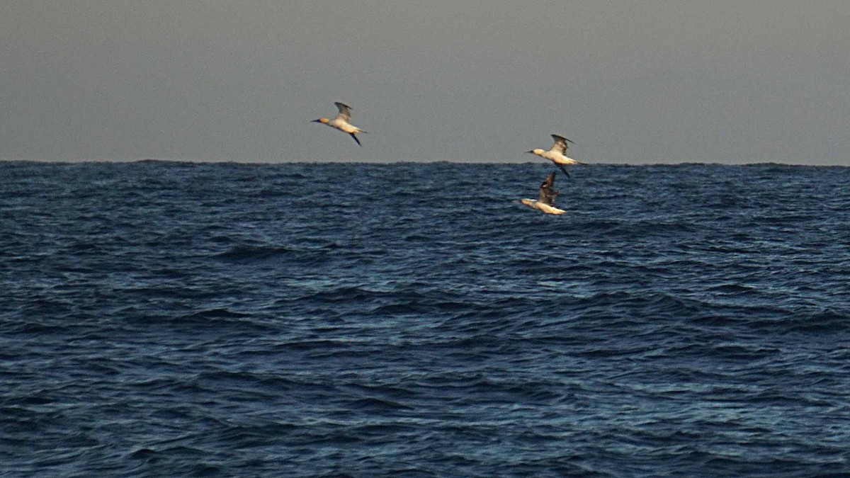 Northern Gannet - ML643779637