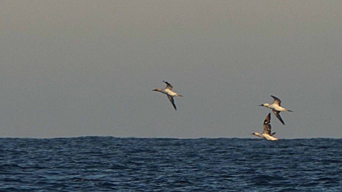 Northern Gannet - ML643779638