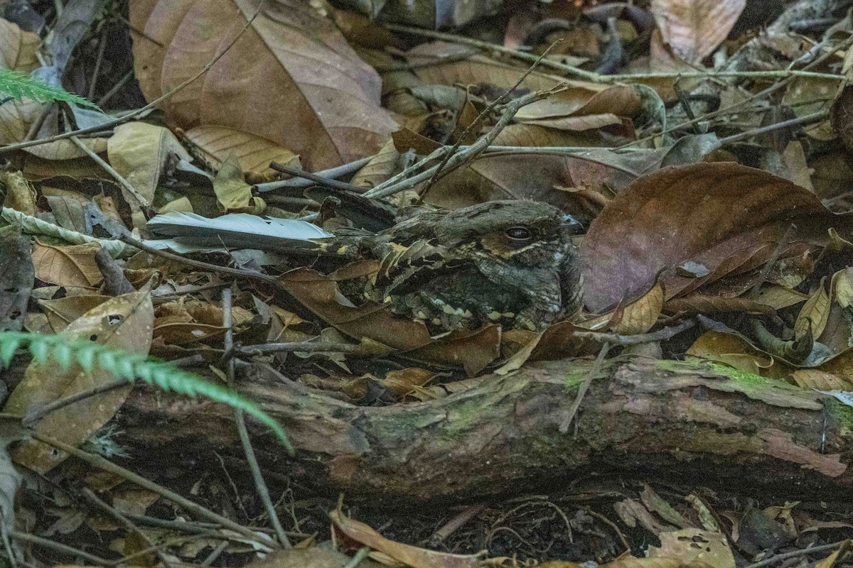 Common Pauraque - ML643779641