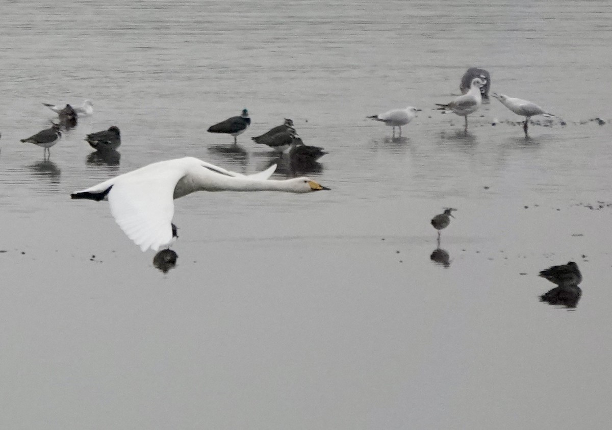 Common Redshank - ML643779643