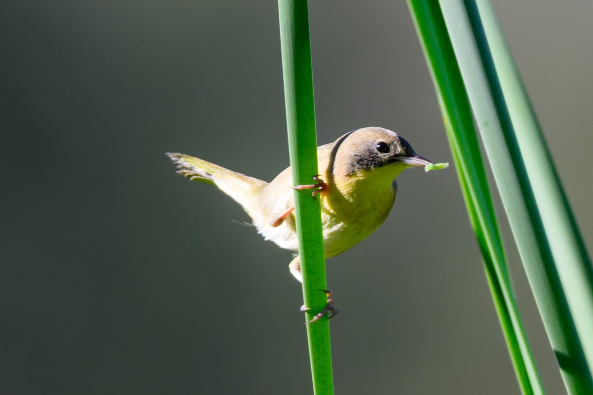 Common Yellowthroat - ML643779644