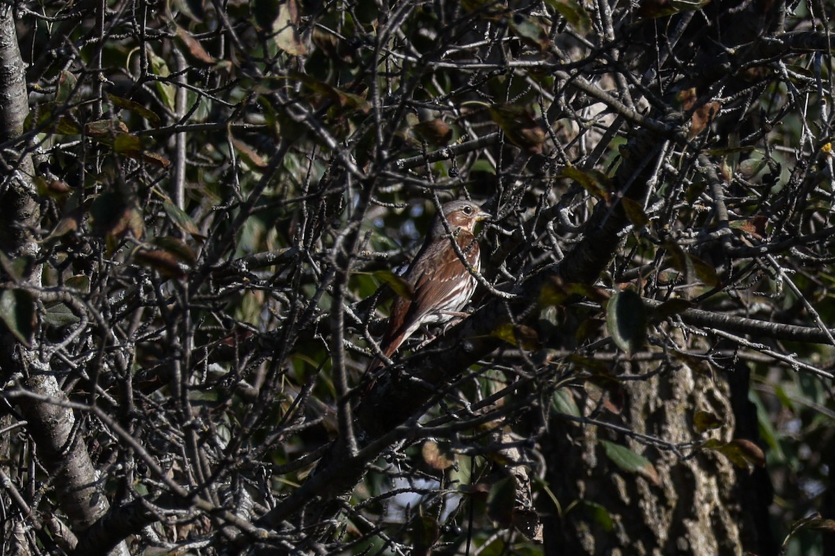 Fox Sparrow - ML643779646