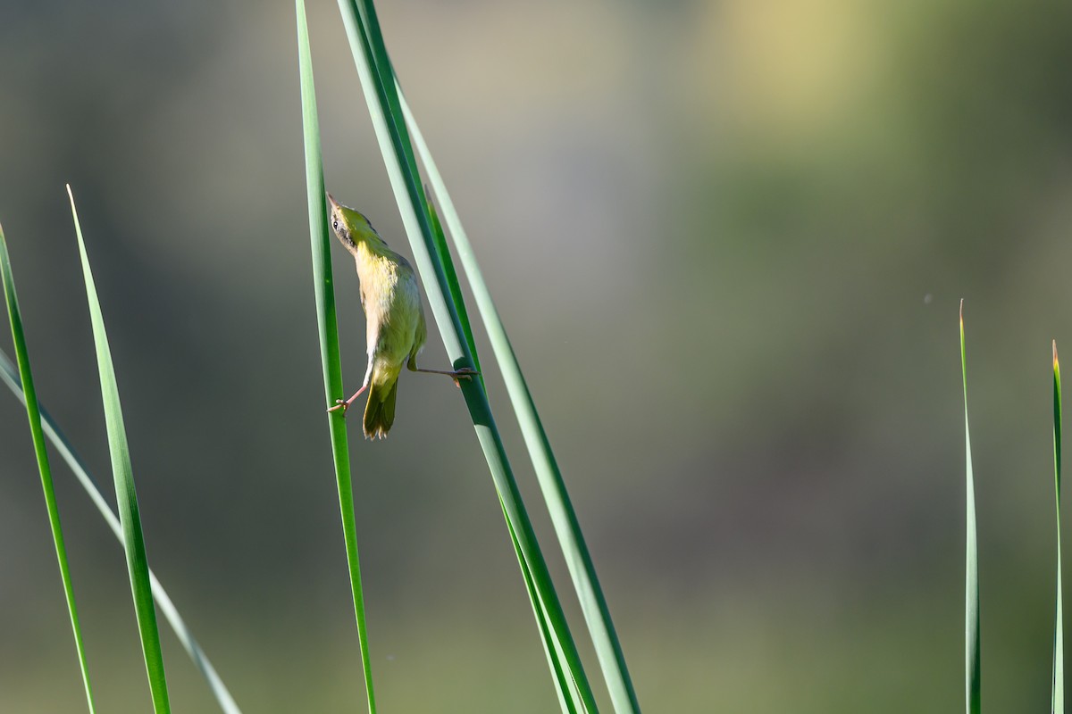 Common Yellowthroat - ML643779647