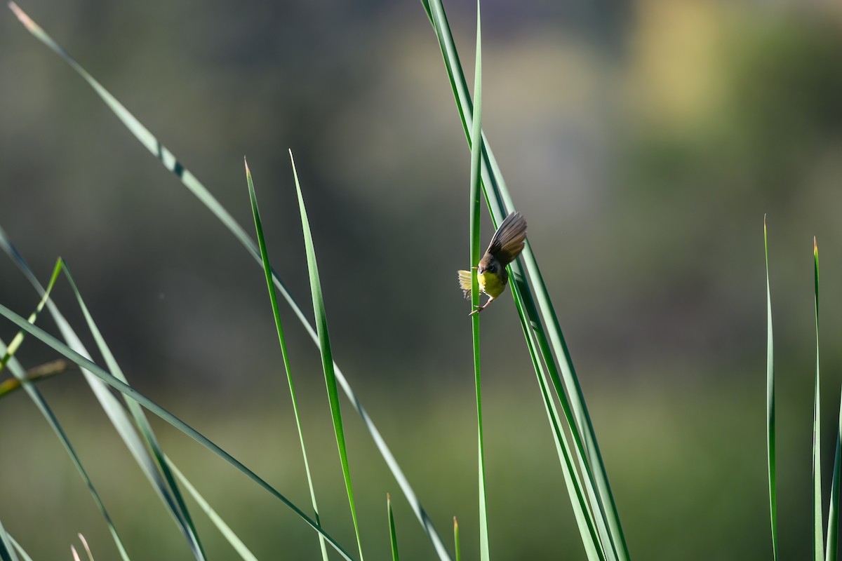 Common Yellowthroat - ML643779648