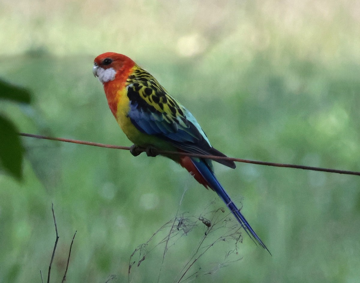 Eastern Rosella - ML643779650