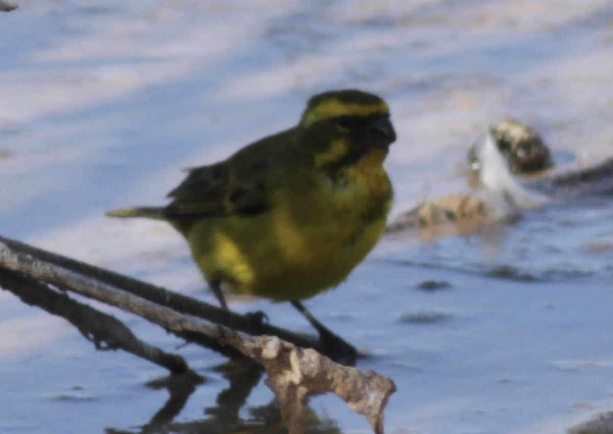 Sarı İskete - ML643779652