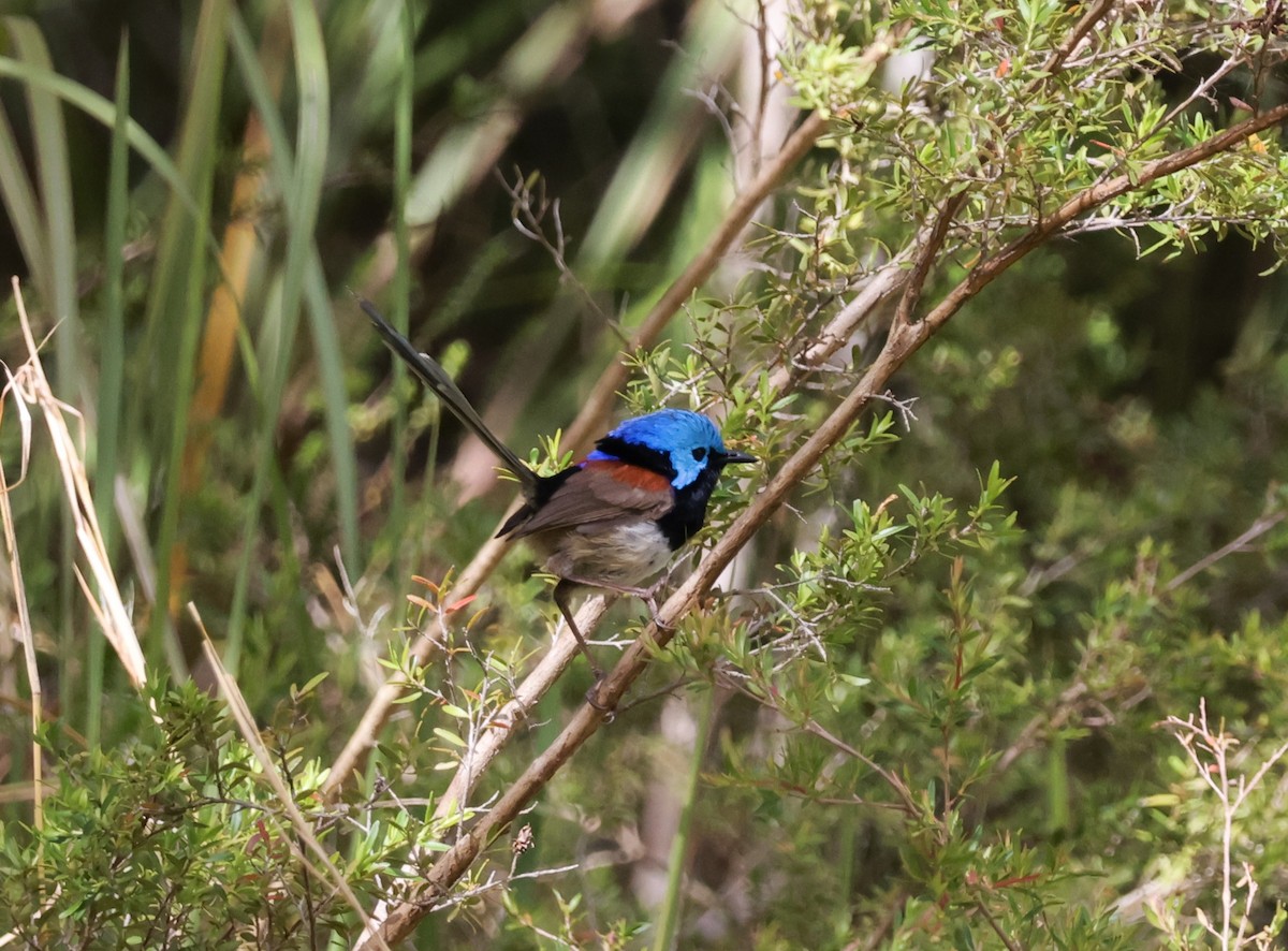 Variegated Fairywren - ML643779658