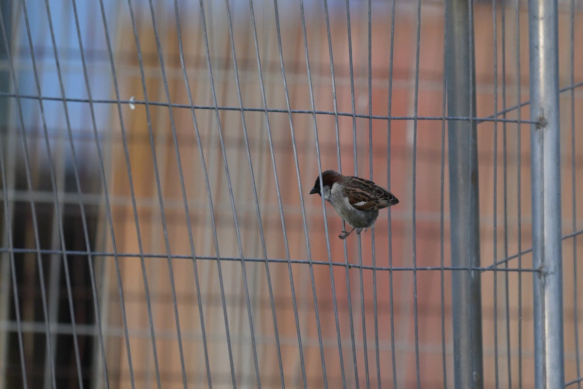 House Sparrow - ML643779661