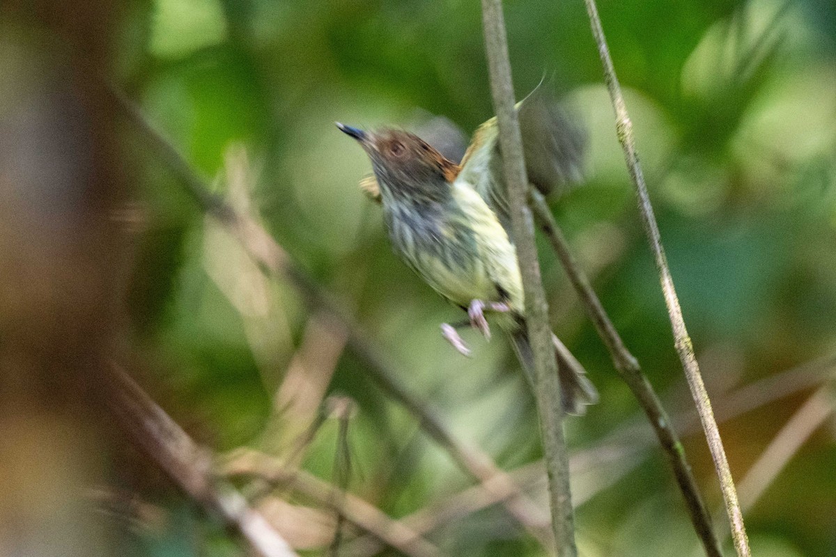 Scale-crested Pygmy-Tyrant - ML643779667