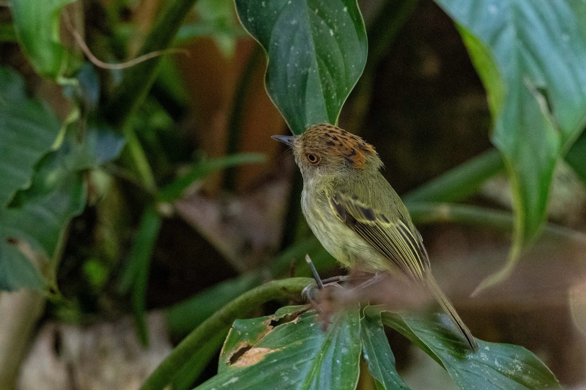Scale-crested Pygmy-Tyrant - ML643779669