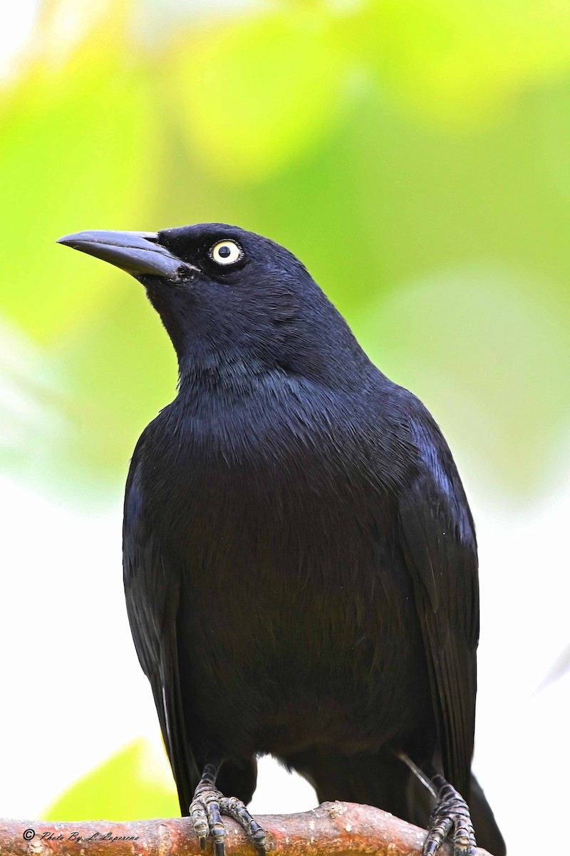 Greater Antillean Grackle - ML643779670