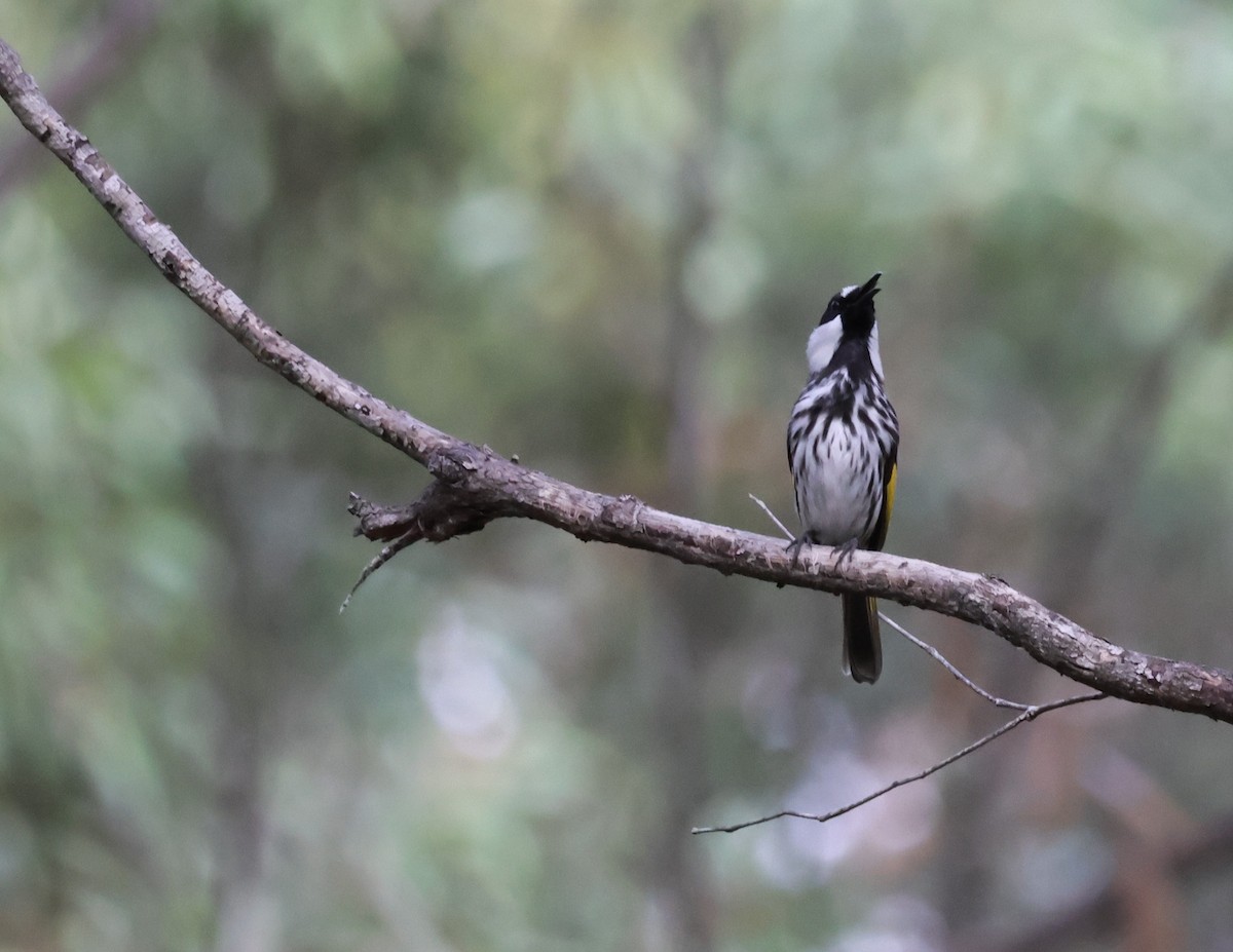 White-cheeked Honeyeater - ML643779674