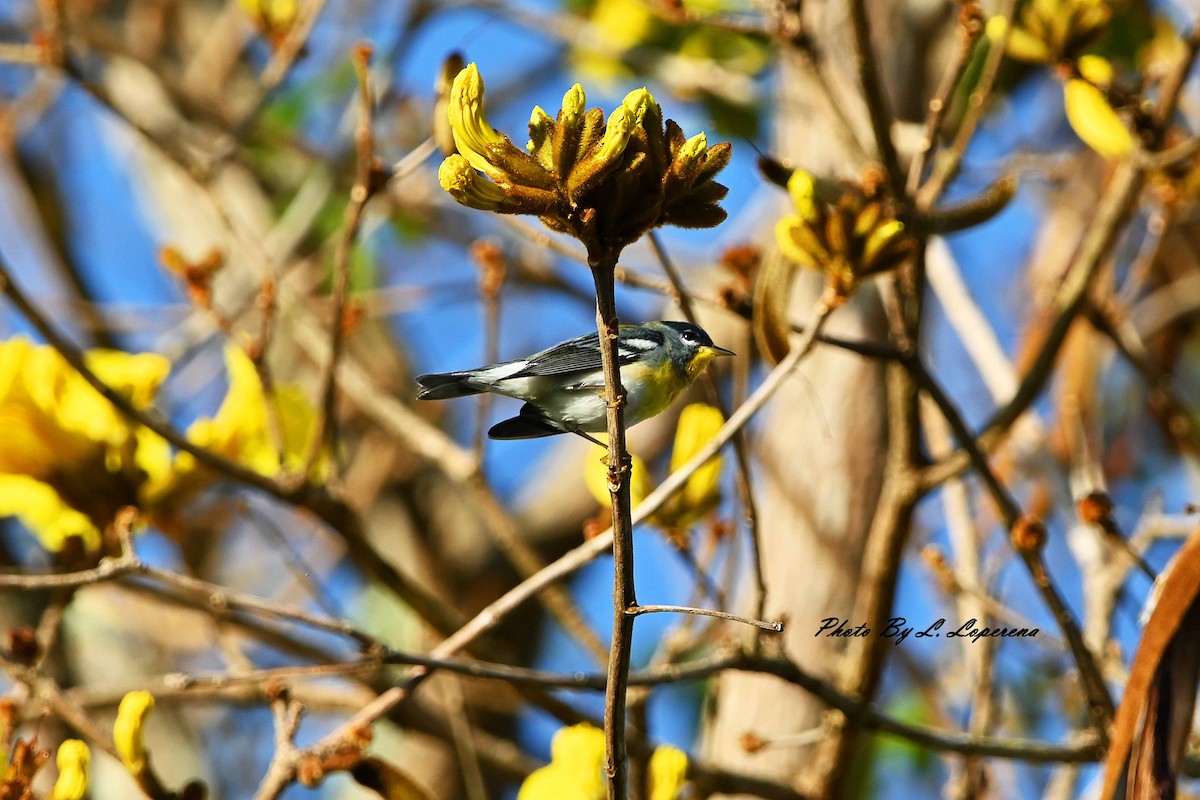 Northern Parula - ML643779691