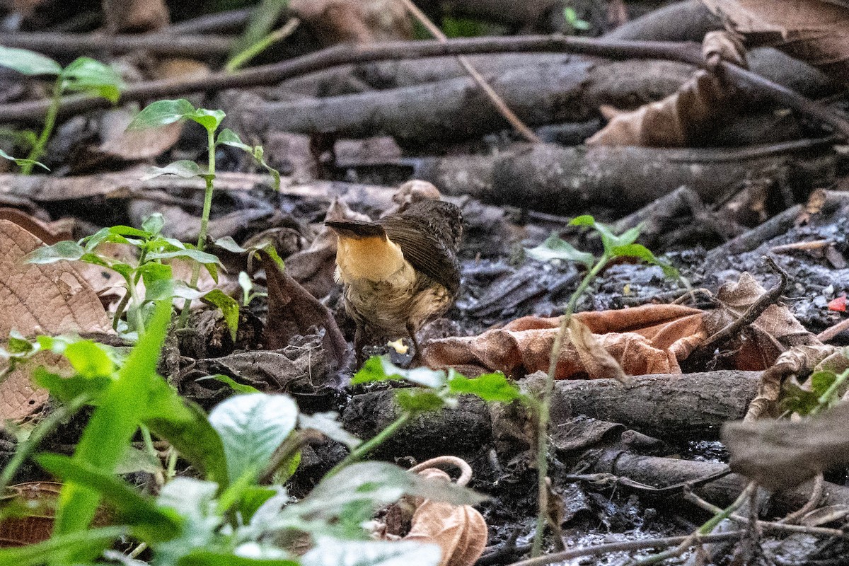 Buff-rumped Warbler - ML643779693