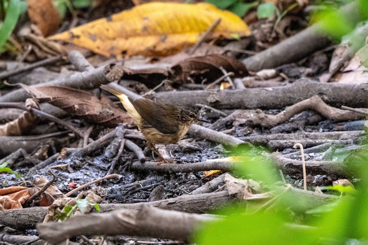 Buff-rumped Warbler - ML643779695