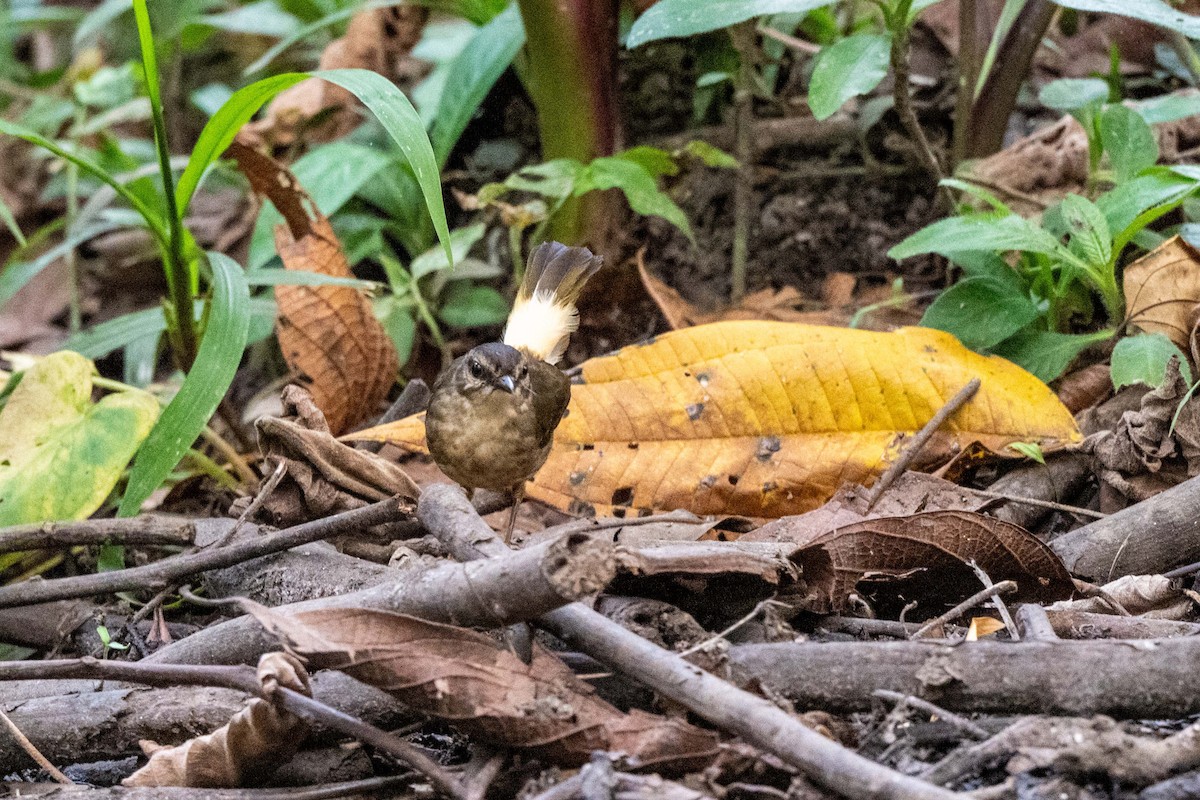 Buff-rumped Warbler - ML643779696