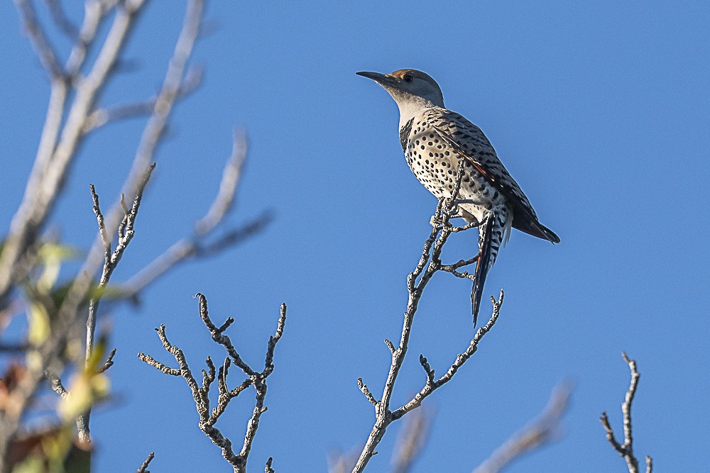 Northern Flicker - ML643779702