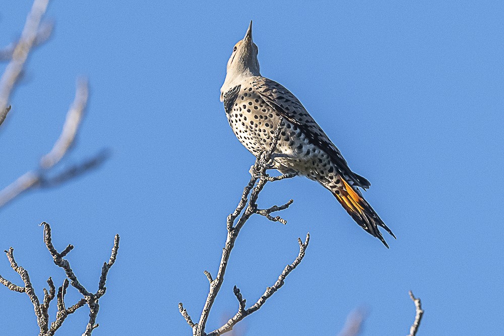Northern Flicker - ML643779703