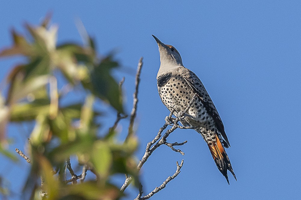 Northern Flicker - ML643779704
