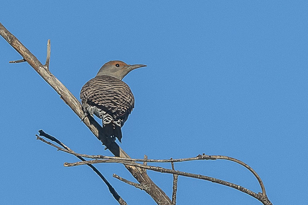 Northern Flicker - ML643779705