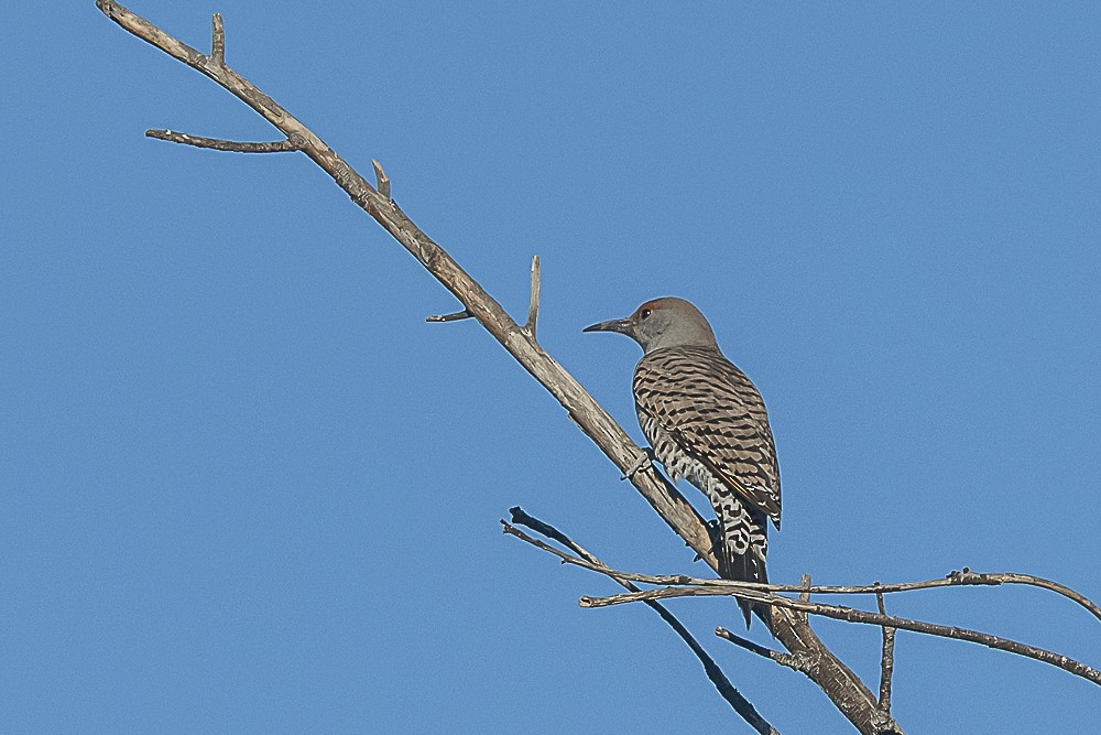 Northern Flicker - ML643779706