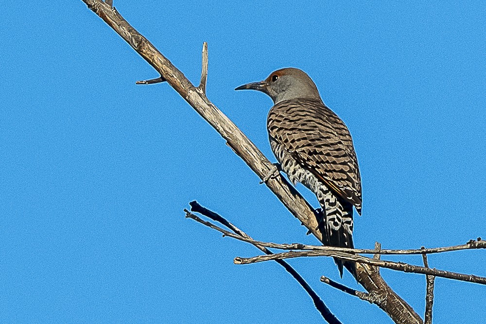 Northern Flicker - ML643779707