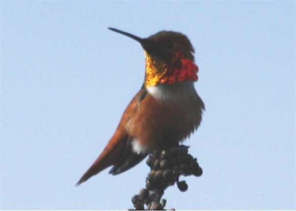 Rufous/Allen's Hummingbird - ML643779712