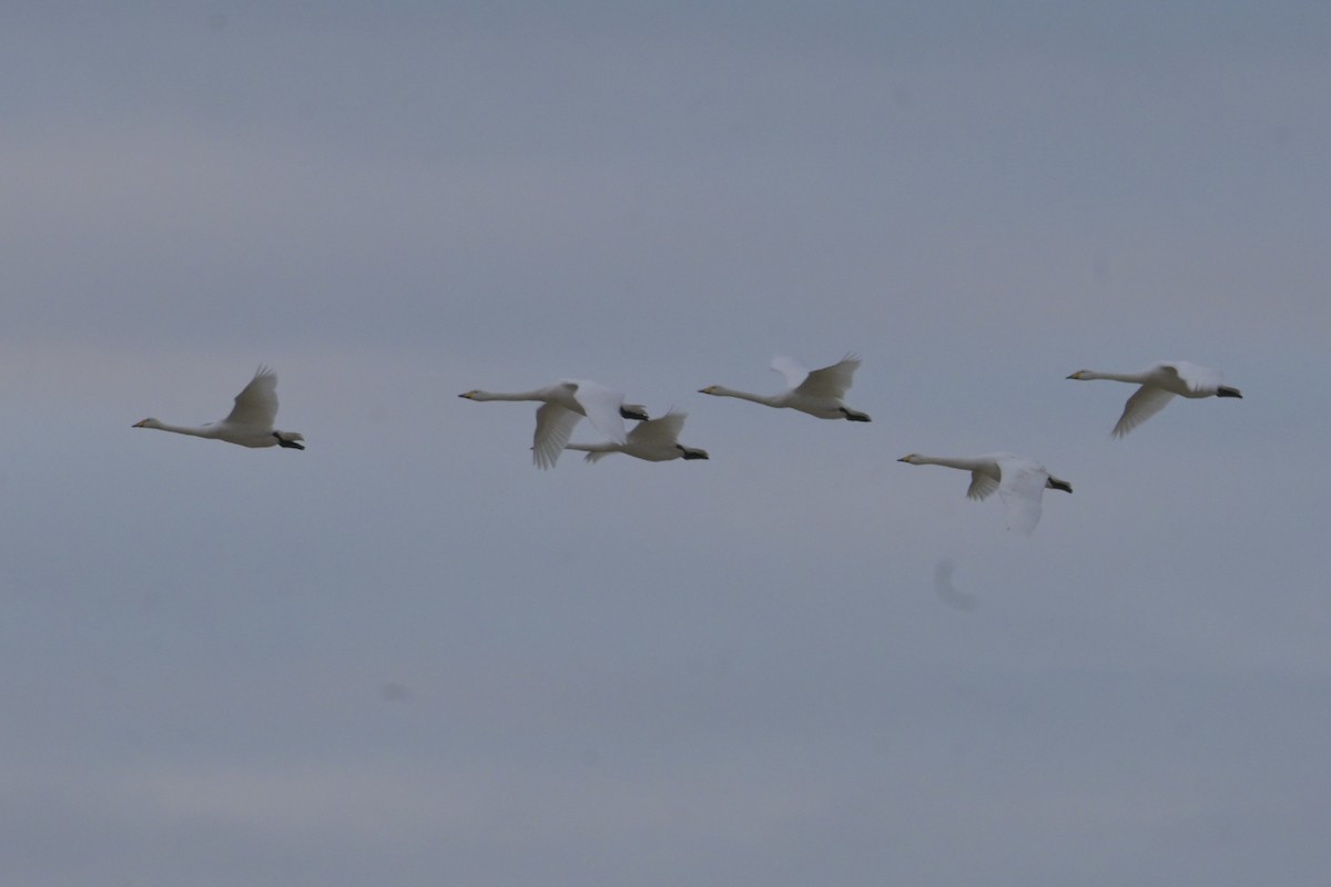 Whooper Swan - ML643779713