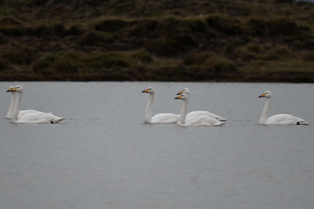 Whooper Swan - ML643779714