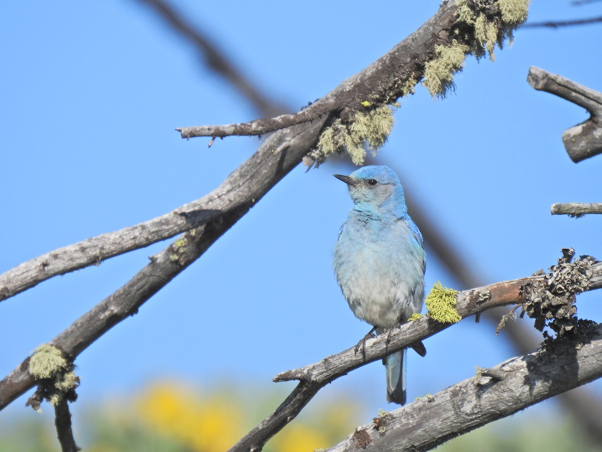 Mountain Bluebird - ML643779715